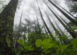New trees absorb lots of carbon, old trees store more overall and dead trees shed their carbon to the atmosphere. Credit: Greg Rosenke/Unsplash, CC BY-SA
