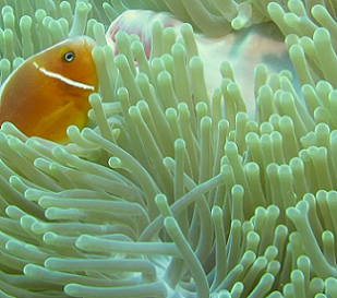 o Achieve 30% Ocean Protection Governments Can Look Beyond Conventional Tools. Credit - Angelo Villagomez