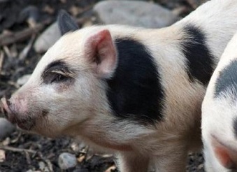Auckland Island piglets. Photo: Flickr/Jon Sullivan