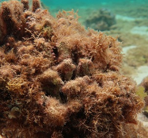 A mysterious algae that's puzzled researchers is now spreading around the Northwestern Hawaiian Islands.(U.S. Fish and Wildlife Service)