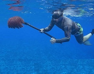 Small scale fishers are being called on to play a bigger role is managing coastal fisheries as taramea threaten the reefs of a number of islands. Photo: Kōrero o te `Ōrau / 20102210
