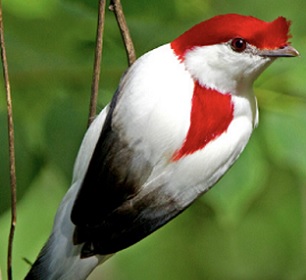 The Araripe Manakin is one of the ultra-rare bird species that will benefit from the new Alliance for Zero Extinction Initiative. The bird is found only in a small swath of habitat in Brazil. Photo by Ciro Albano