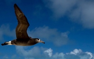 A black-footed albatross flies over the northwestern Hawaiian Islands. Black-footed albatrosses travel thousands of miles to forage in the international waters of the North Pacific Ocean.Melinda Conners/Stony Brook University