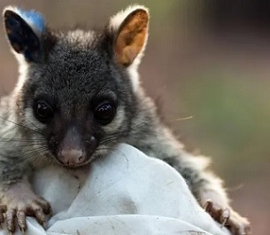 Study examined impacts such as brushtailed possums in Victoria moving 57% further in areas broken up with roads compared with large forests. Credit - Michael Lawrence-Taylor/AFP/Getty Images