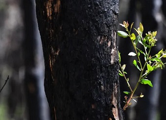 Record and upload what you see on bush walks to help experts monitor fire recovery. Darren England/AAP