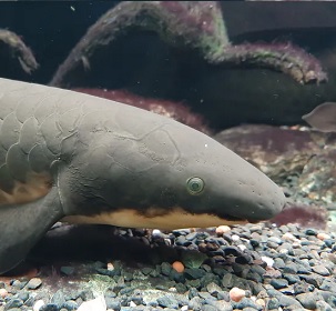 In the past, determining the age of Australian lungfish has been challenging. Credit - www.theconversation.com
