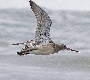Bar-tailed Godwit in flight. Credit - Paul van de Velde, creative commons (CC by 2.0)