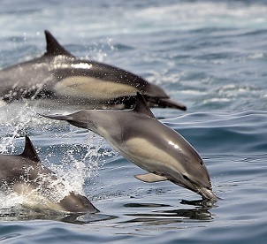 Credit: AP Photo/Nick Ut, File