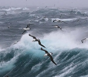 New high seas treaty to fill vital gap in ocean protection. Credit - Unsplash