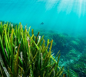 Posidonia seagrass meadows in Ibiza (Spain). Credit - Shane Gross