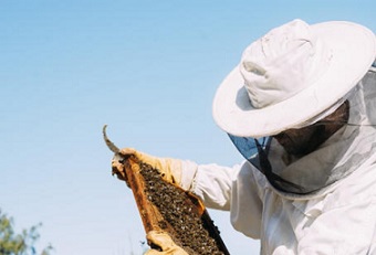 Beekeeper near a bee hive. photo - 123RF