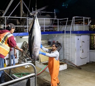 Crews receive a load of fish to be sold at the Honolulu Fish Auction in 2018. Credit - Ronen Zilberman/Civil Beat