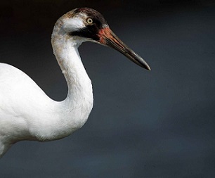 The whooping crane is one of many bird species protected by the Migratory Bird Treaty Act, a law recently reinterpreted by the Trump administration to exclude “incidental” bird killing. [Credit: Ryan Hagerty | CC 0]