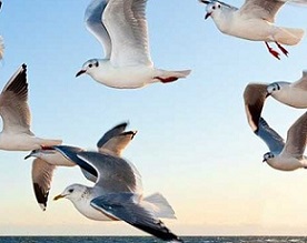 Birds connect our world