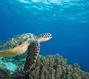 A new initiative aims to protect vast tracts of ocean with the world's seas increasingly under pressure from people and pollution [File: Steve de Neef/Greenpeace via EPA]