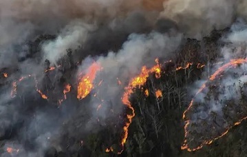 The unprecedented bushfires could affect the diversity of eucalypts for which the Blue Mountains is recognised. Photograph: CPOA Brett Kennedy/Commonwealth of Australia/PA