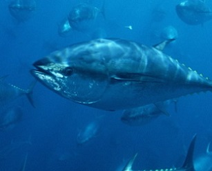 Pacific bluefin tuna. (file image) Photo: Supplied/WWF