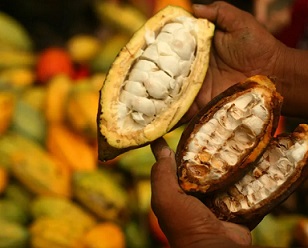 A farmer holding cocoa in Sulawesi, Indonesia, where cocoa production is a major source of livelihood. Credit - Yusuf Ahmad, World Agroforestry