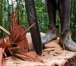 oggers from Turama Forest Industries cut down a tree with a chainsaw in the ‘Turama extension’ logging concession, Gulf Province. These forests are being felled by Turama Forest Industries – a group company of Malaysian logging giant Rimbunan Hijau. Photo by Jeremy Sutton-Hibbert for Greenpeace.