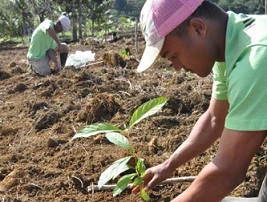 Trees are a small piece of what needs to be a broader strategy of fighting climate change, says ecologist. Karen Holl. Credit: Pedro Brancalion