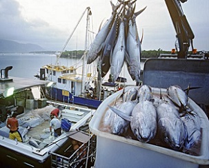 Emergency meeting called on eastern Pacific tuna management. Credit - the Business & Human Rights Resource Centre