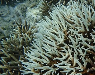 Bleached Staghorn Acroporas in Tumon Bay, Guam. Credit - Guam Bureau of Statistics and Plans.