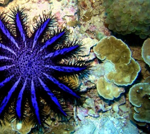 Like other organisms, the crown-of-thorns starfish passes its DNA into the surrounding environment. Credit - PantherMediaSeller/Depositphotos
