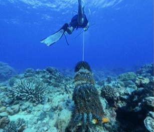 Credit - Konini Rongo