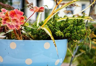 Turn something old into a home for a plant, and get creative. Garry Knight/Flickr, CC BY