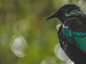 NZ's native birds thrive under Covid-19 lockdown. Photo: 123RF