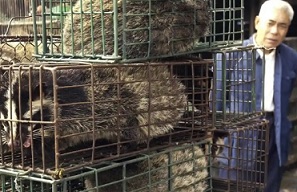 Caged civet cats in a wildlife market in Guangzhou, China. Photograph: Liu Dawei/AP