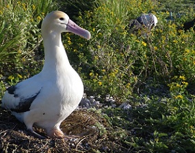 Critically Endangered Short-tailed Albatross incubating an egg. Credit: USFWS/J. Klavitter