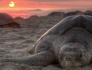 Wildlife conservation needs a post-COVID recovery plan. Credit - Mongabay.com