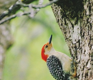 Credit - Flickr Laura Supalla GilChrist