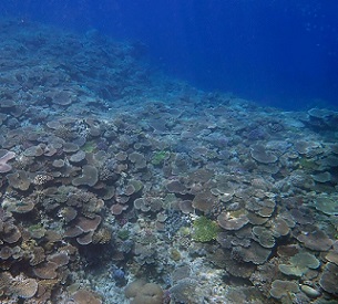 Credit: Okinawa Institute of Science and Technology