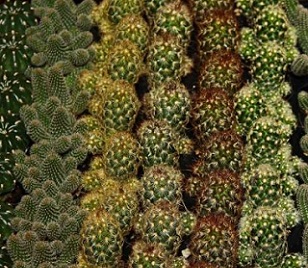 Credit: Pixabay/CC0 Public Domain