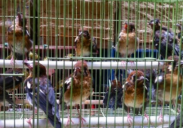 Caged birds in Jakarta’s bird market. Photo by David Wilcove.