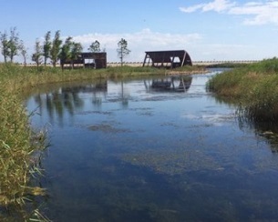 The extensively restored Yingwuzhou wetland (pictured) in Shanghai, China, emits less methane than a nearby wild wetland. Credit: Xuechu Chen