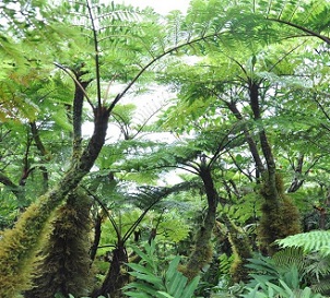 Cloud forest vegetation, Rarotonga, Cook Islands. Credit - SPREP