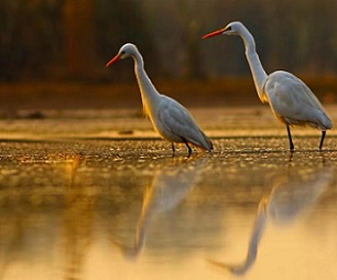 Saltwater wetlands face functional extinction without a coordinated effort to save them. Credit - TahirAbbas / Getty Images