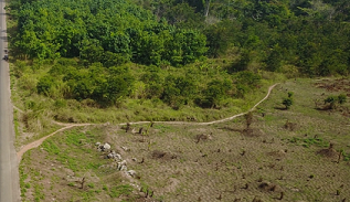 Cocoa farmers have chopped down vast swaths of old forests to make way for more cocoa plants near the city of Bangolo, Ivory Coast.
