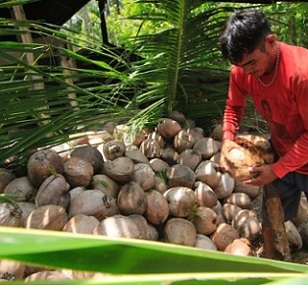 Coconut farmer. Image by Suhandri Lariwu / Pexels.