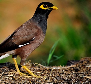 Indian Myna bird. Credit - T G Santosh (CC BY-SA 3.0)