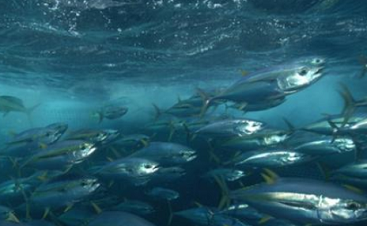 Cook Islands pay particular attention to the sustainable management of fisheries. 19110317