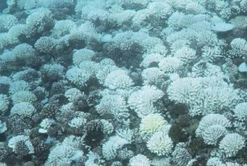 Coral bleaching in Moorea Photo: Andrew Thurber