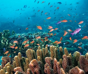 Fish stocks have returned to the Namena reserve and vaut-i-ra conservation park off Fiji. Credit - Tom Vierus