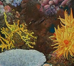 World Needs Alternatives to Protect Rainforests of the Sea: Policy Brief. Credit - Photo by IISD/ENB | Kiara Worth - 