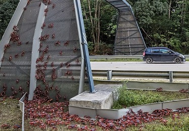 Safe journey! Thousands of Christmas Island crabs use a specially designed bridge to make their way from the forest to breed in the ocean. PHOTO - Kirsty Faulkner/Mercury Press