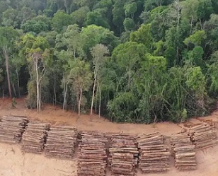 Deforestation of vital bird habitats is one of the biggest threats to birds. Image credit: Rich Carey/Shutterstock.com