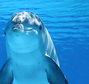 A right sponger. Credit - Claudia14